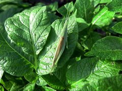 Atractomorpha sinensis