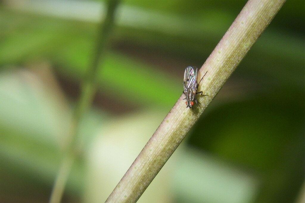 Root-maggot Flies from Bioparque 37000 Melo, Departamento de Cerro ...