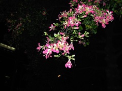 Ceiba speciosa