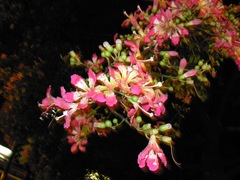 Ceiba speciosa