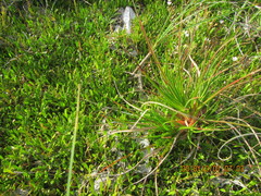 Juncus caespiticius