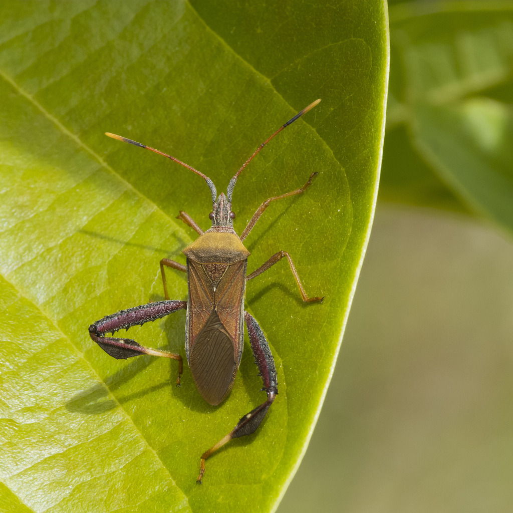 Leptoglossus cinctus