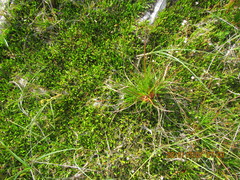 Juncus caespiticius