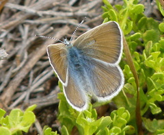 Icaricia icarioides parapheres