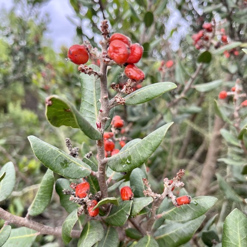 iNaturalist observation photo of lemonade berry