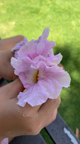 Tabebuia rosea observed 2023-06-02