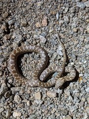 Isla Santa Catalina Nightsnake photo 3