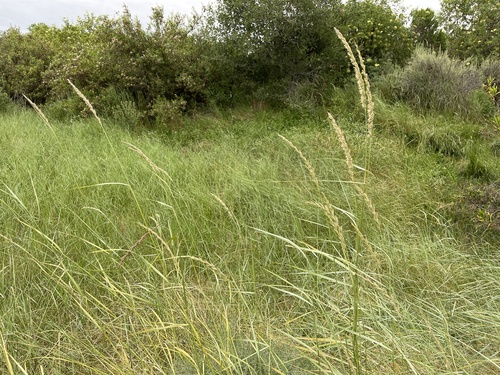 iNaturalist observation photo of Creeping wild rye