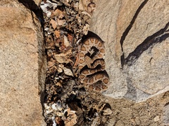 Crotalus catalinensis