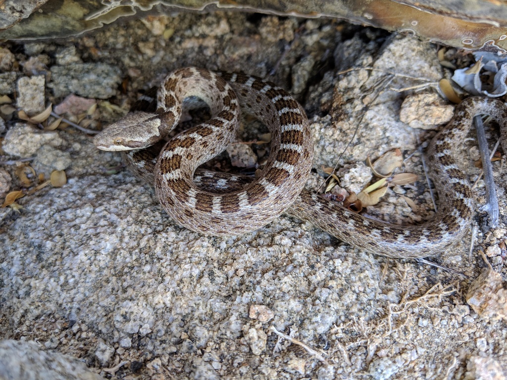 Isla Santa Catalina Nightsnake
