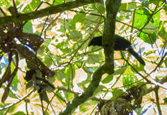 Cyanocorax melanocyaneus