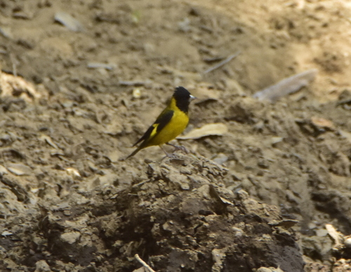 Black-headed Siskin (Spinus notatus), photo 3