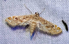 Parapoynx diminutalis