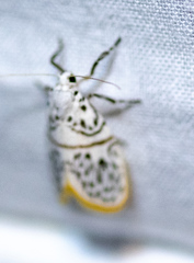 Miltochrista lyclenoides