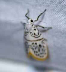 Miltochrista lyclenoides