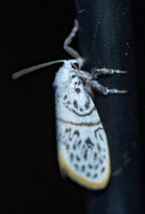 Miltochrista lyclenoides