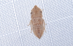 Ledracotis gunnensis