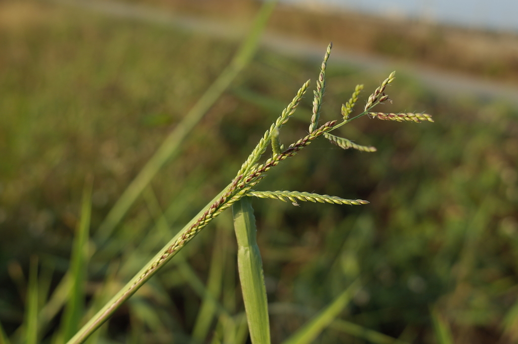 signalgrasses (Signalgrasses (Genus Urochloa and Genus Brachiaria ...