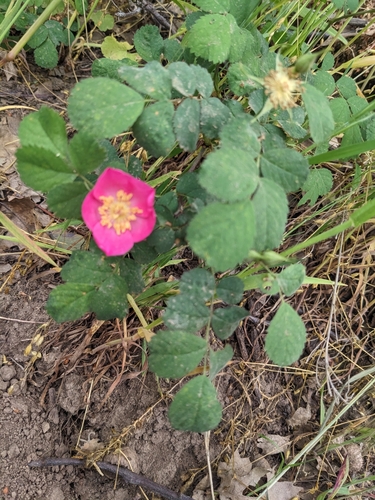 Foto de Rosa-do-mato