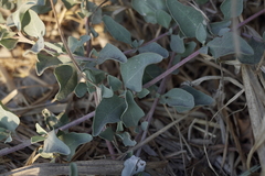 Atriplex maximowicziana