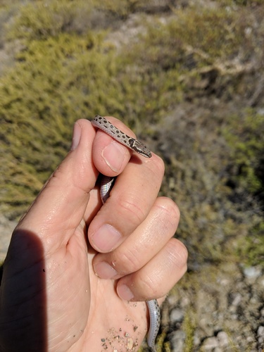 Isla Santa Catalina Nightsnake