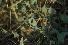 Atriplex maximowicziana