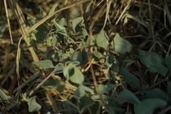 Atriplex maximowicziana