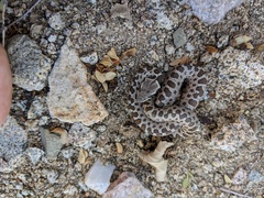 Isla Santa Catalina Nightsnake photo 4
