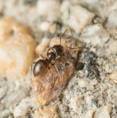 Brachymyrmex patagonicus