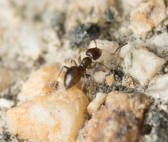 Brachymyrmex patagonicus