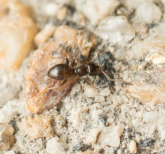 Brachymyrmex patagonicus