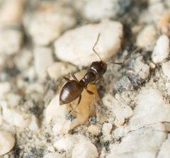 Brachymyrmex patagonicus