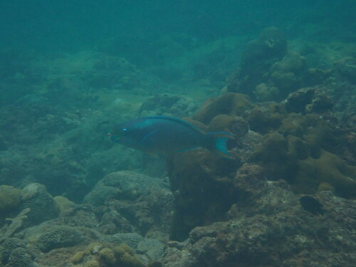 Queen parrotfish