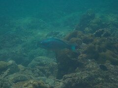 Queen parrotfish
