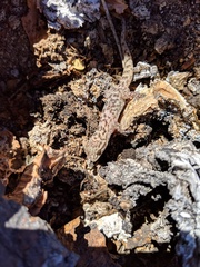 Phyllodactylus bugastrolepis