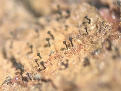 Chaenothecopsis perforata