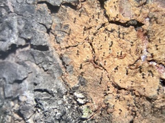 Chaenothecopsis perforata