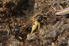 Hawthorn Mining Bee