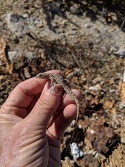 Phyllodactylus bugastrolepis