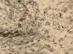 Nadvornikia sorediata