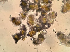 Nadvornikia sorediata