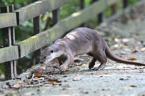 Smooth-coated Otter, photo 8 of 8