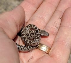 Isla Santa Catalina Nightsnake photo 2