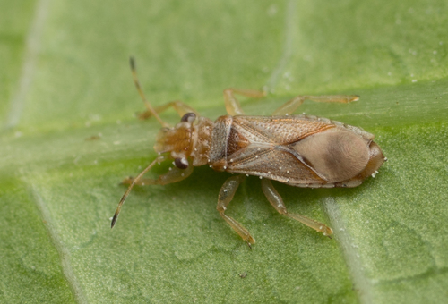 Bronze bug photo 2