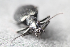 Actenonyx bembidioides