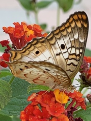 Anartia jatrophae
