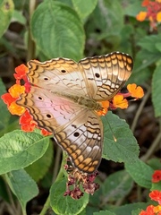 Anartia jatrophae