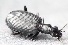 Actenonyx bembidioides