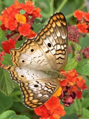 Anartia jatrophae