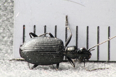 Actenonyx bembidioides